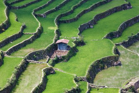 Batad rice field terraces in Ifugao province, Banaue, Philippinesのeditorial素材