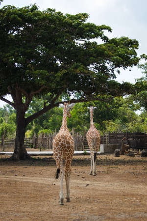 Philippines Calauit Island Whild park, giraffeの写真素材