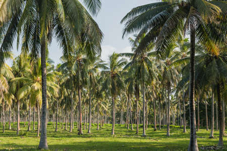 Coconut palm tree plantation - Espiritu Santo, Vanuatuの写真素材