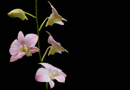 Orchidsの写真素材