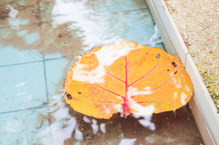 dried leaf in the waterの写真素材