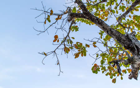 tree leaf in jungle