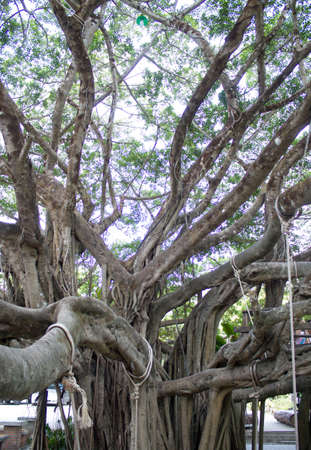 white rope tied to a big treeの写真素材