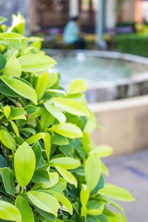 green leaf in the parkの写真素材