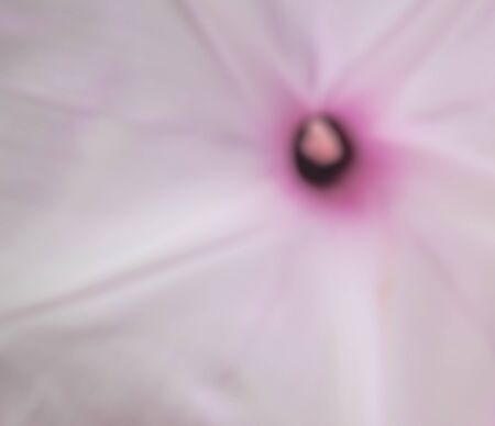 flower blur backgroundの写真素材