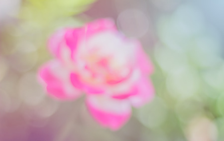 blur photo of pink rose in the gardenの写真素材