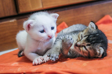 two kitten