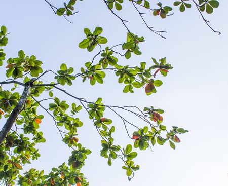 green leaf seeing from under the treeの写真素材
