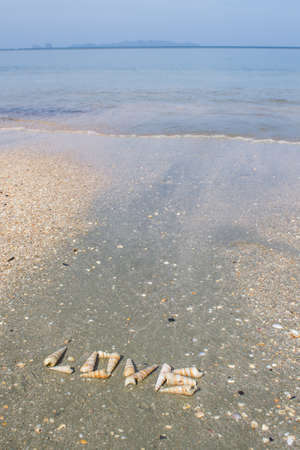 seashell in wording love on the beachの写真素材