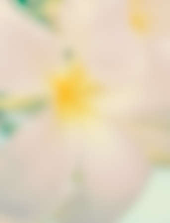 abstract blur photo of plumeria flower treeの写真素材