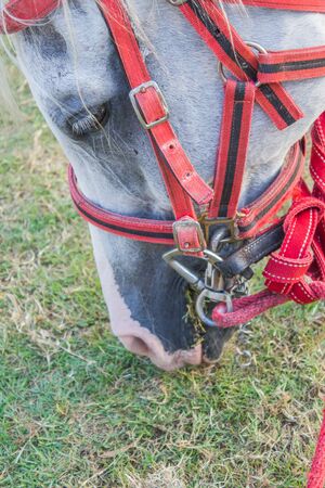close-up of head of horse eating grassの写真素材