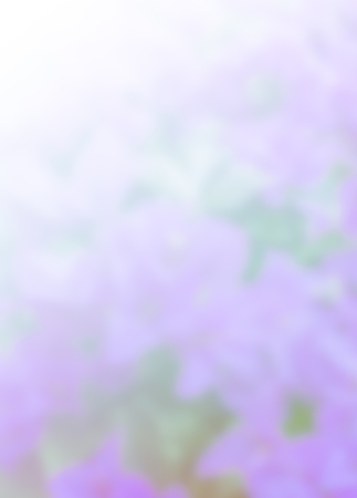 abstract blur photo of pink flowerの写真素材