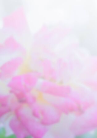 abstract blur photo of pink flowerの写真素材