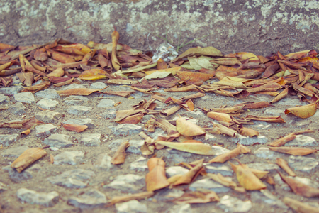 dried leaves on floorの写真素材