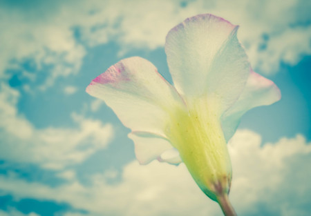 Desert Rose on sky backgroundの写真素材
