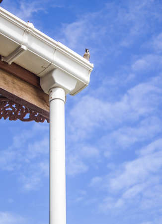 bird on roof with blue sky background