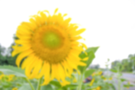 blur photo de focused of bright yellow sunflowerの写真素材