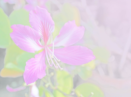 sweet color flowers in soft color and blur style for backgroundの写真素材