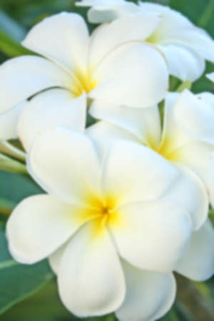 abstract plumeria flower tree blur photoの写真素材