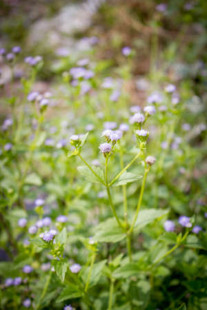 grass flowers fieldの写真素材