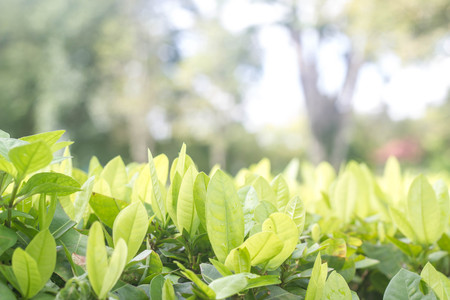 abstract bokeh blur background of natureの写真素材