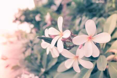 abstract plumeria flower tree blur photo in color filterの写真素材
