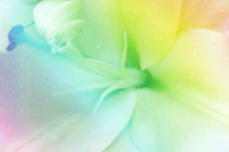 abstract blur photo of lilly flower in color filterの写真素材