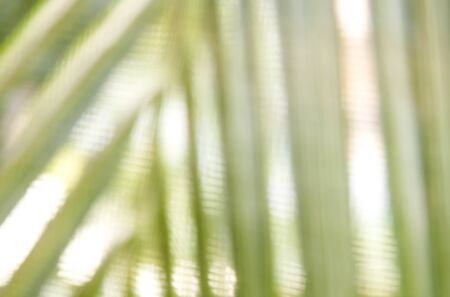 abstract bokeh blur background of natureの写真素材