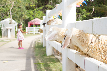 asian kids girl feeding grass to sheep in the farmの写真素材