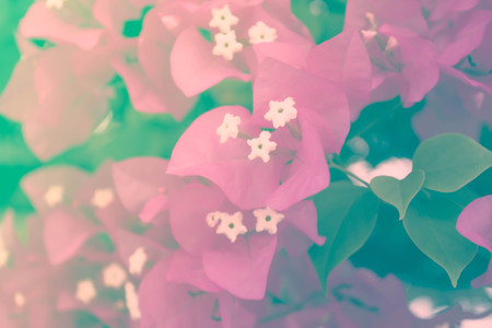 Blurred Pink Bougainvillea, Paper flower in retro filterの写真素材