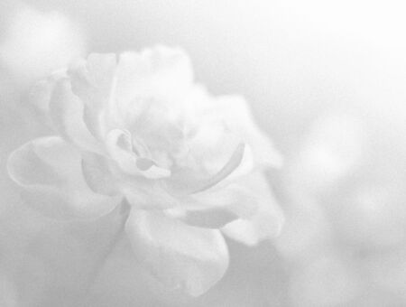 pink rose blur photo in old film filterの写真素材