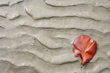 dried leaf on wet sand at the beachの写真素材
