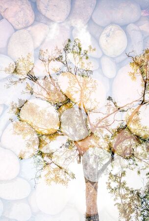 double exposure of the pebble stone and big treeの写真素材