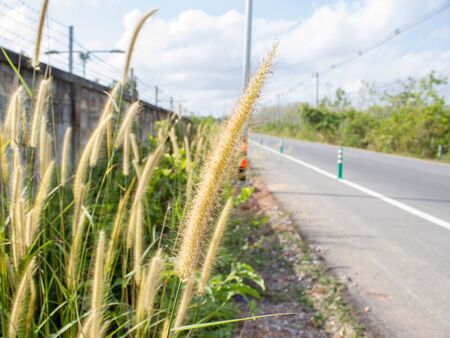 Closeup of feather pennisetum or mission grass along the roadの写真素材