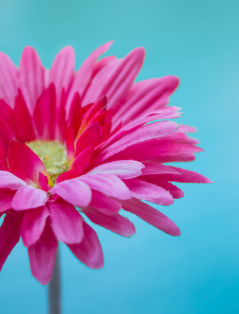 blurred photo of pink fabric Gerbera flower on blue backgroundの写真素材