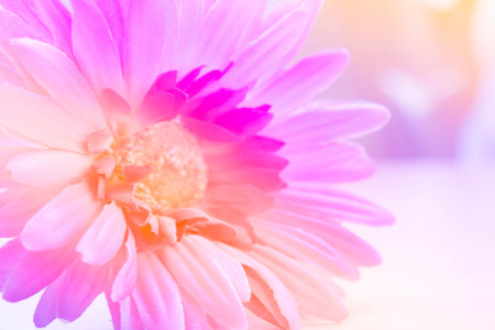 blurred photo of pink fabric Gerbera flowerの写真素材