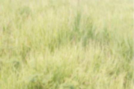 abstract blur background of green fieldの写真素材