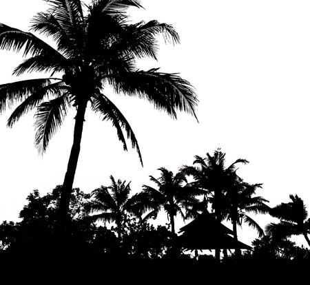 silhoulette coconut palm tree on white sky backgroundの写真素材