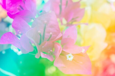 bougainvillea, paper flowers in gradient filterの写真素材