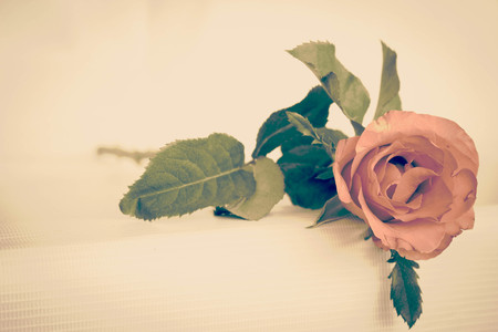 pink rose on white blackground in vintage filterの写真素材
