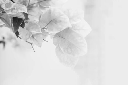 abstract de focused of bougainvillea, paper flowers in black and white toneの写真素材