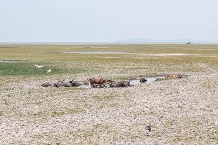 buffalo in a mud water among  the dried field in hot summer of Thailandの写真素材