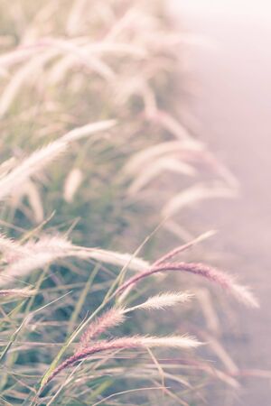 blurred feather pennisetum or mission grassの写真素材