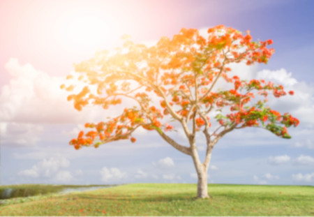 blur photo of big tree with red flowers in the park (Flam-boyant, The Flame Tree, Royal Poinciana)...