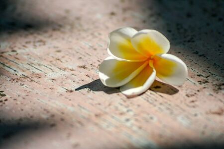 white Plumeria flower on wood floorの写真素材