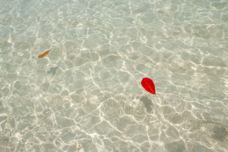 red leaf on the water surface at the beachの写真素材
