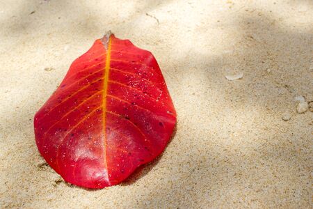 red leaf on white sand at the beachの写真素材