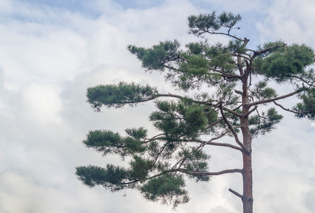big tree with green leaf on blue sky and white cloud backgroundの写真素材