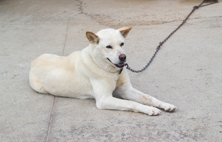 lonely white dog on a chain sitting on floor
