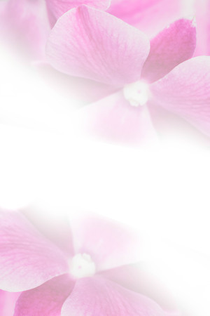 pink phalaenopsis orchid flowerの写真素材